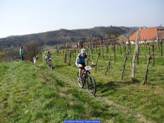 160402_Ch_Langenlois_0661511