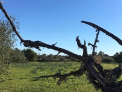 180217_Mallorca_20180215-WA002226